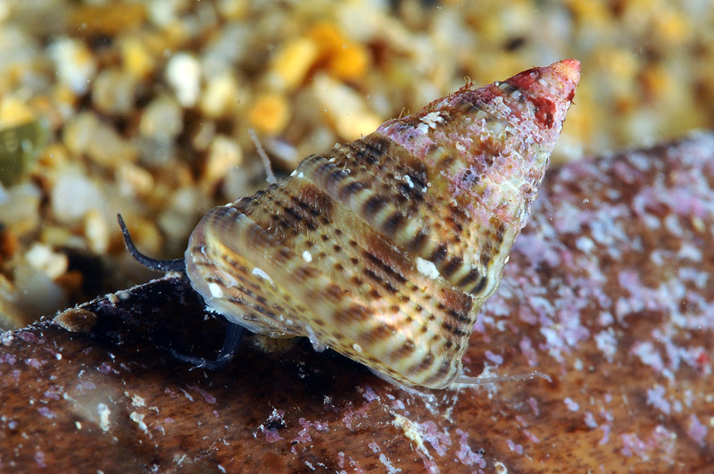 Calliostoma  2 = Jujubinus exasperatus